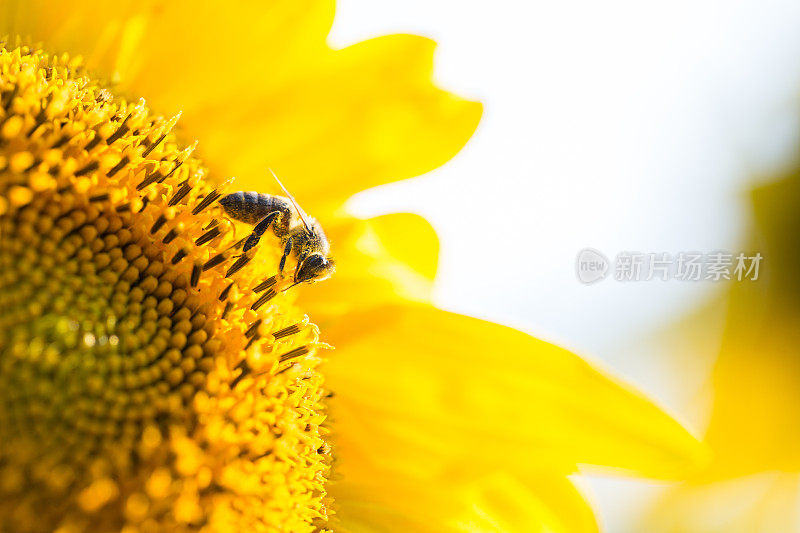 向日葵上的蜜蜂。