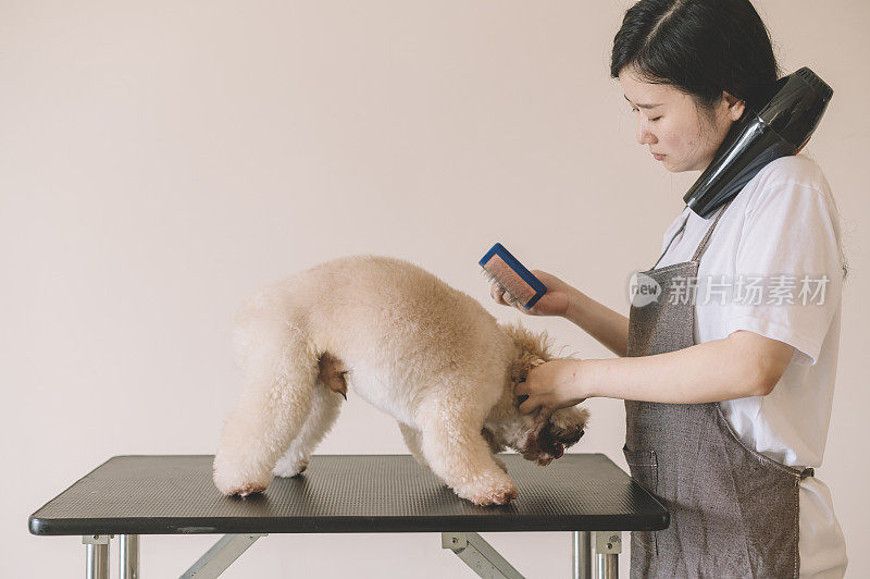 一位亚洲中国女性宠物美容师用动物毛刷为一只玩具贵宾犬清洁和梳理毛发