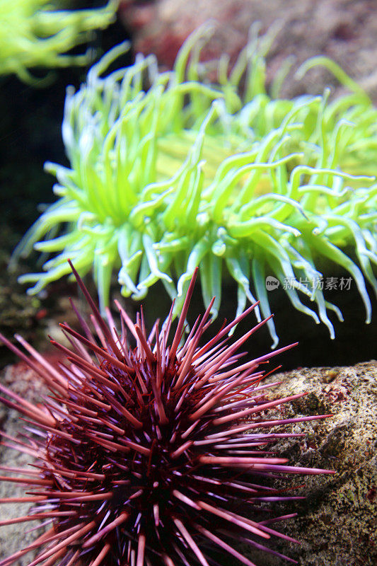 紫色海胆和绿色海葵