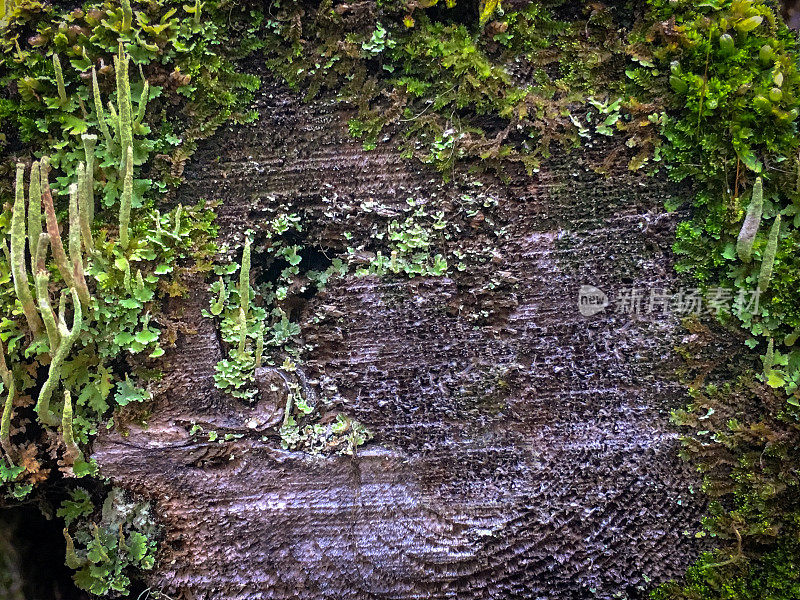 树木覆盖苔藓和地衣的生长环境