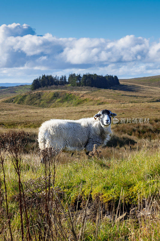 秋天的一天，英格兰达勒姆郡提斯代尔郡米德尔顿周围的荒原上，一只孤独的绵羊凝视着镜头。