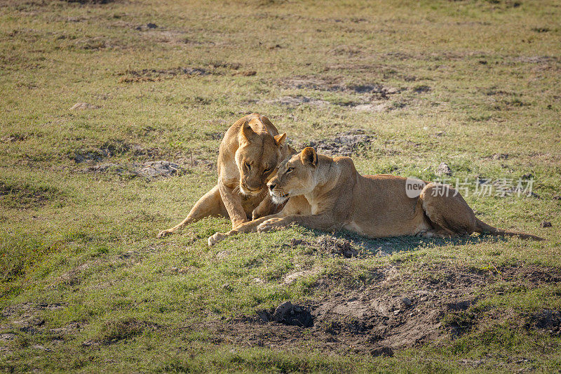 两个母狮。丘比河，博茨瓦纳，非洲