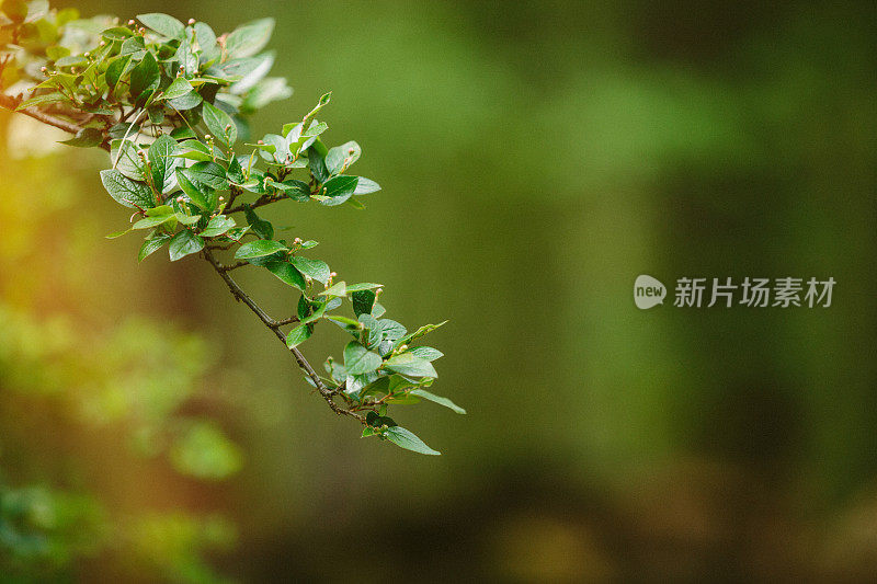 雨后的清晨，水滴在绿叶上