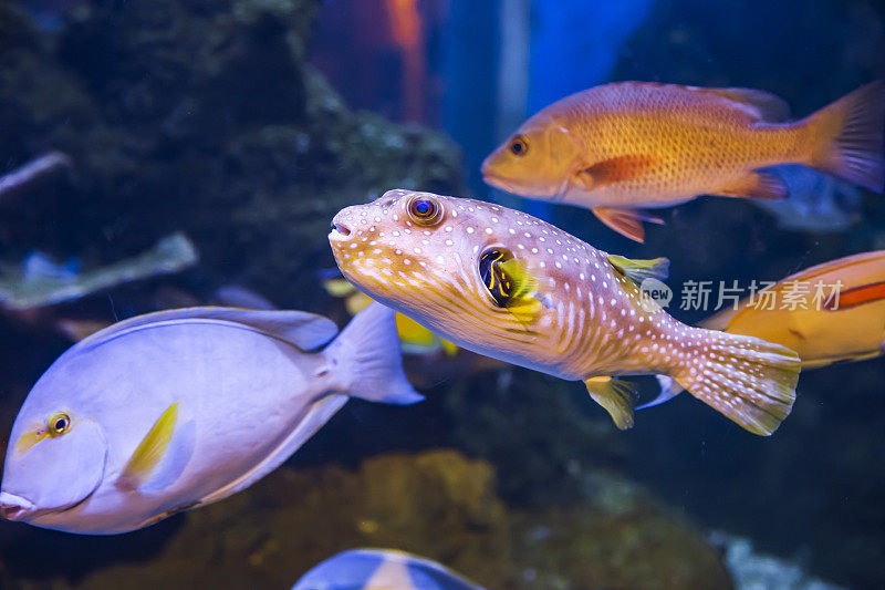 水族馆和水下动物园