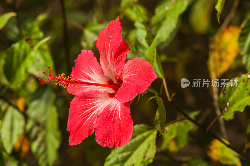 红色的芙蓉花