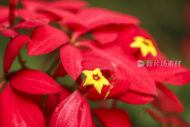 叶子花属的花