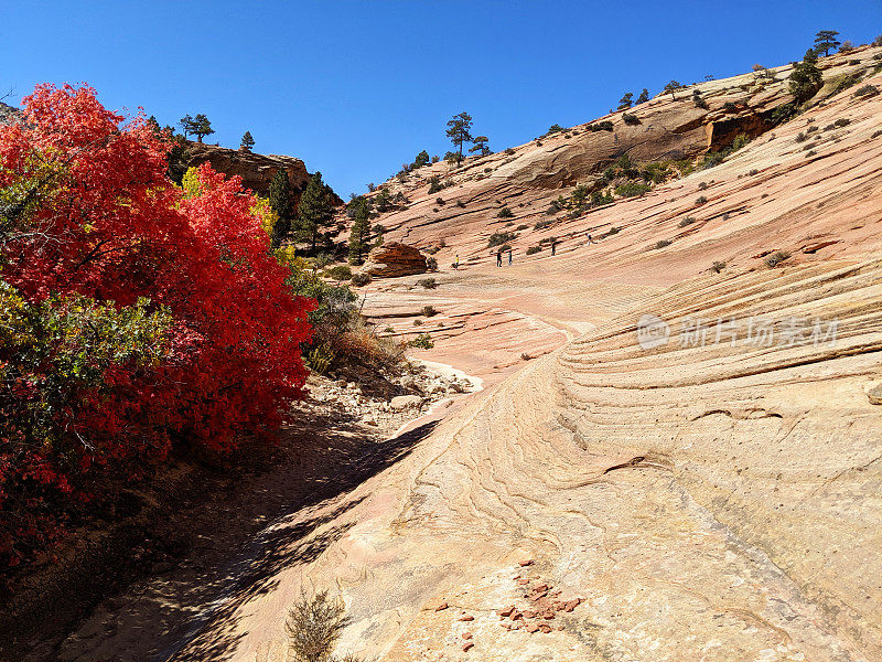 秋天的颜色红色的山枫和黄叶的柳树在东高原的锡安国家公园附近的棋盘Mesa犹他州和红色的砂岩露头和悬崖