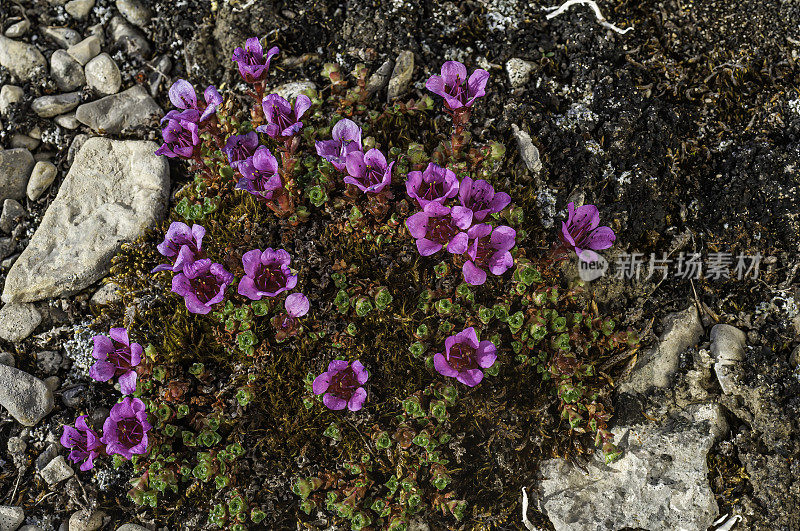 紫虎耳仙子，虎耳仙子，萨默塞特岛，努勒维特，加拿大，虎耳仙子科