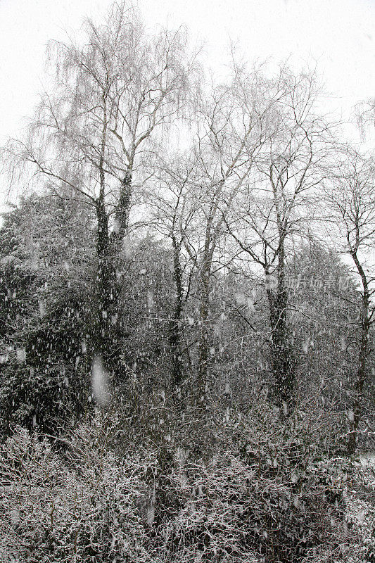 雪中的桦树