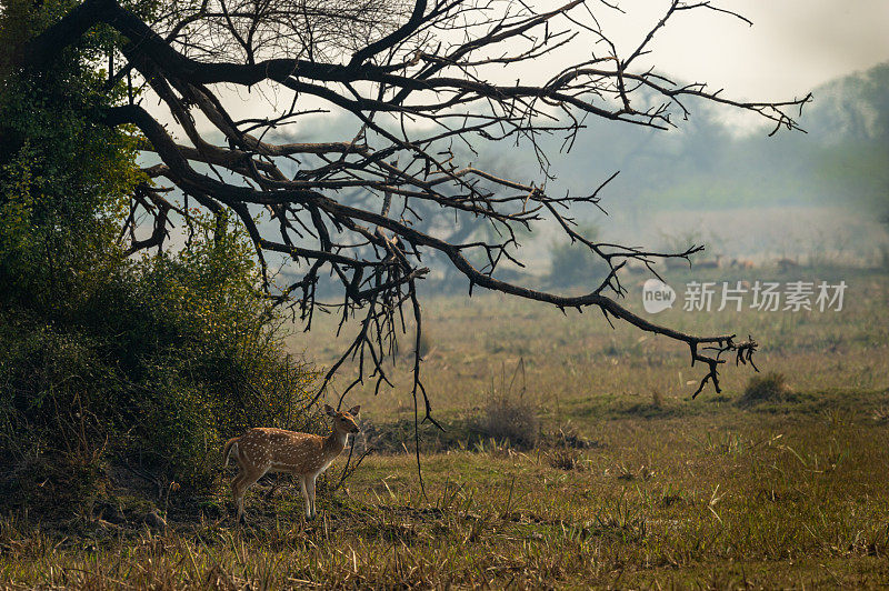 斑点鹿或Chital或Cheetal或轴轴点击在不同的角度，在keoladeo国家公园或鸟类保护区美丽的景观草鹿角，拉贾斯坦邦，印度