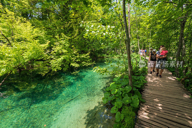 徒步旅行者经过一个美丽的风景与绿松石色的湖泊和池塘隐藏在荒野的Plitvice湖国家公园在克罗地亚
