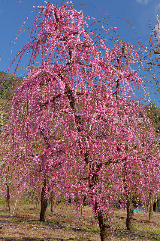 粉白垂梅花盛开在索加贝修梅花林中