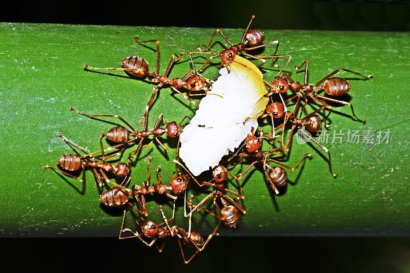 蚂蚁帮助搬运食物――团队合作。