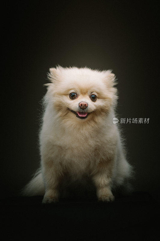 可爱的猎犬的狗