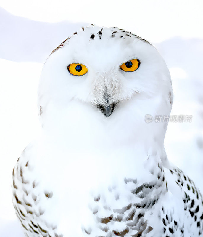 雪鸮(图片说明)