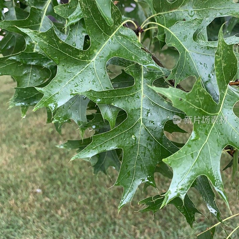 雨后橡树叶