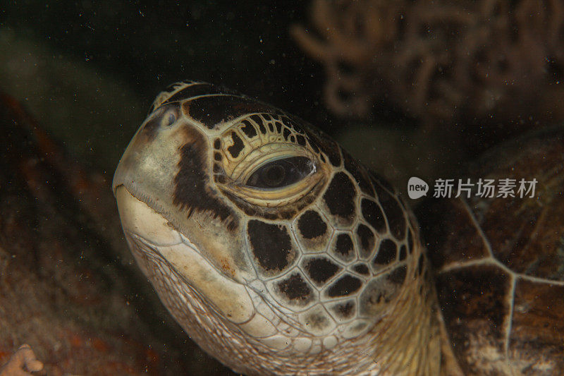 水下拍摄的绿海龟和玳瑁海龟