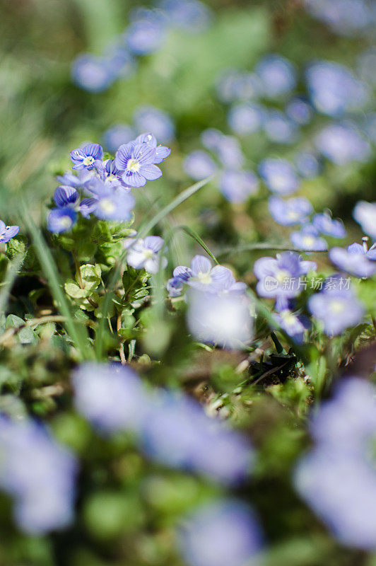 小小的春天蓝色的维罗妮卡花盛开在户外
