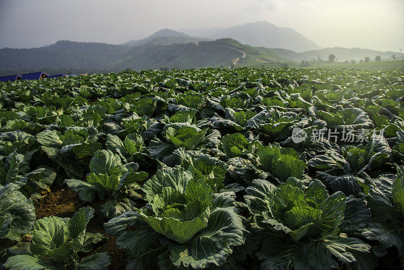 来自花园的卷心菜，富塔书，碧差汶省，泰国