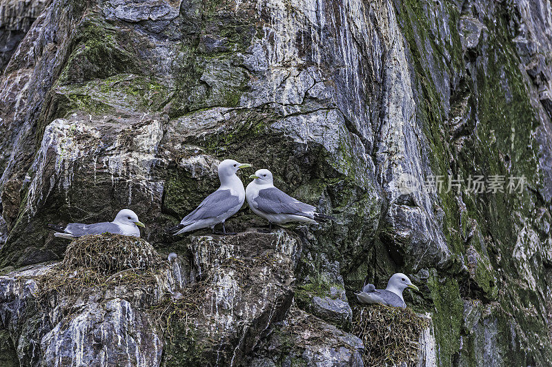 黑腿姬鹟(三趾姬鹟)是鸥科姬鹟科的一种海鸟。它喜欢在海边陡峭的岩石峭壁上筑巢。Kolyuchin岛