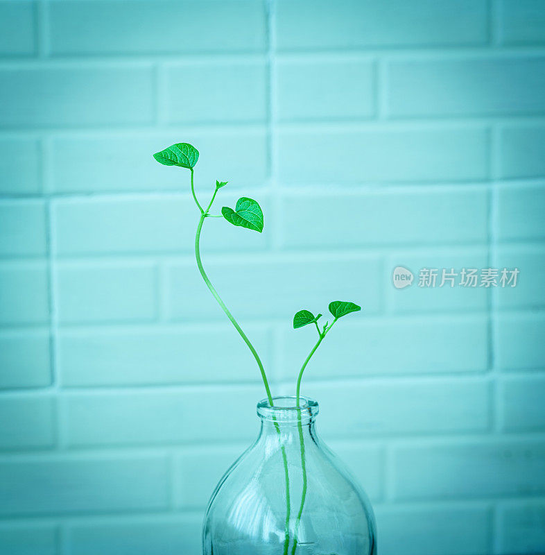 春天的芽，绿色的植物在花瓶里。