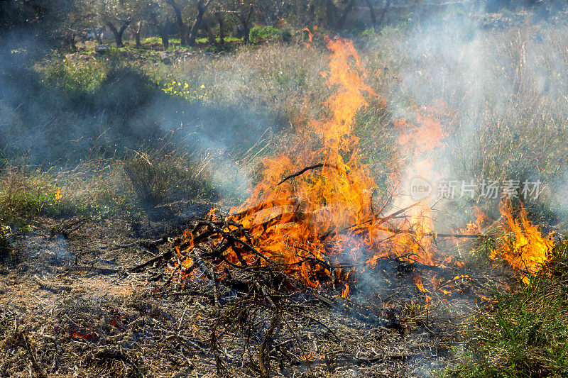 燃烧的干草。野火由于炎热多风的天气。概念-粗心的行为与火灾，生态灾难，自然灾害。