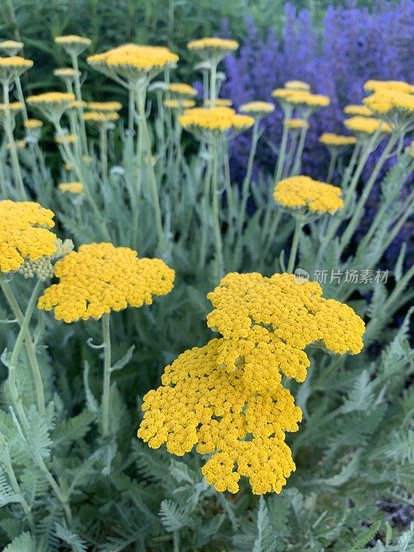 花园里的蓍草多年生花