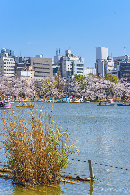 上野公园的忍宝池塘上的铃树草和船，盛开着樱花。