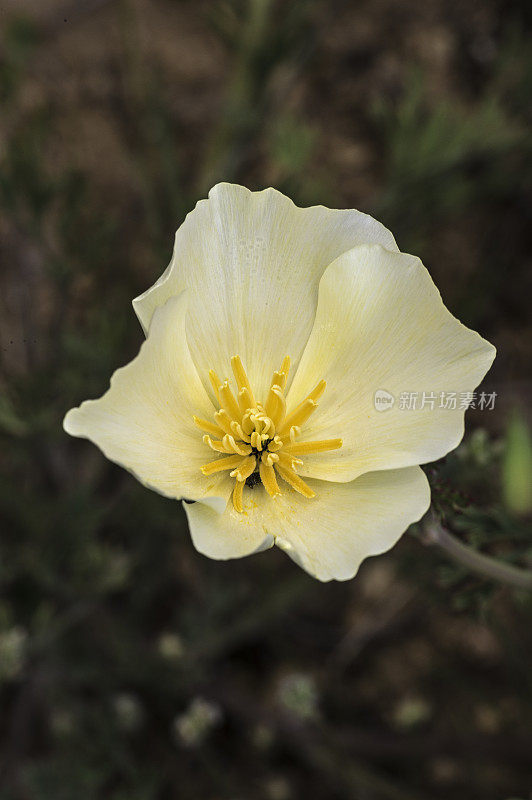 白色花菱草;加州罂粟:一种加州罂粟花的开花颜色的遗传变异。