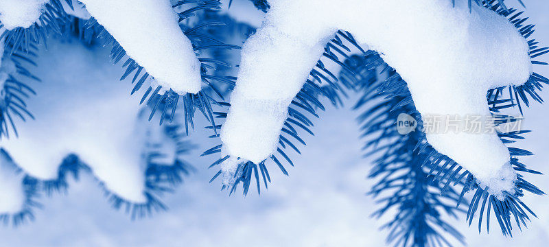 冷杉树枝上覆盖着雪