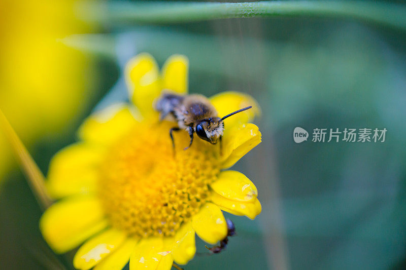 一只蜜蜂在黄花上