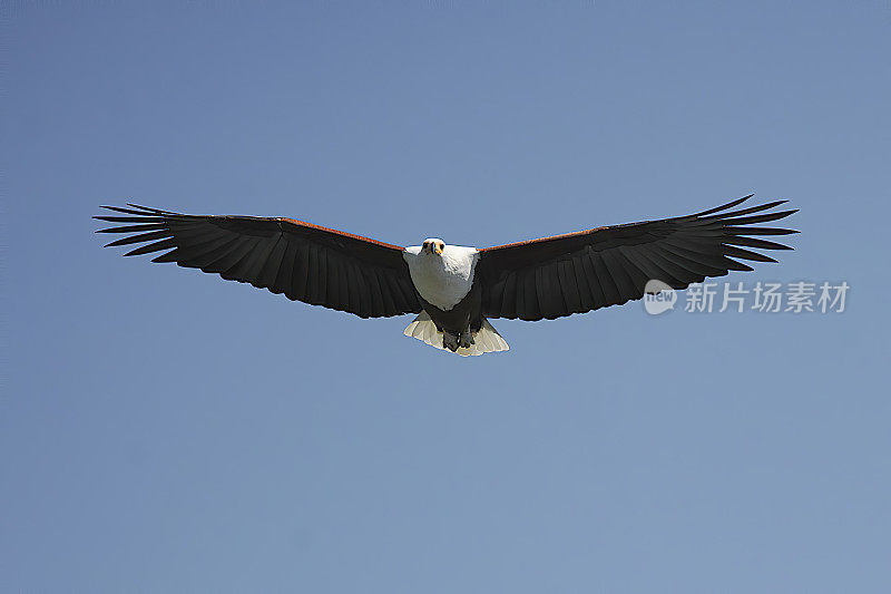 美国Fish-Eagle