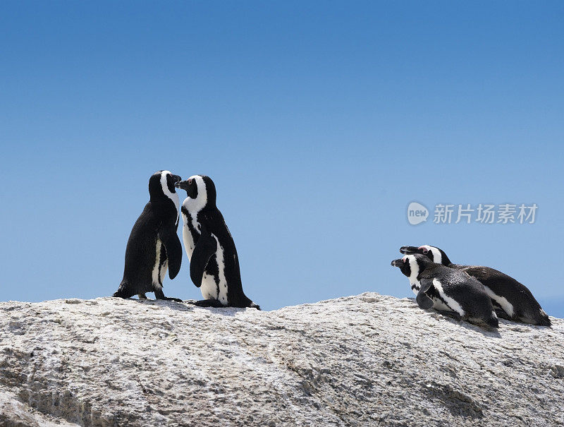 接吻的企鹅