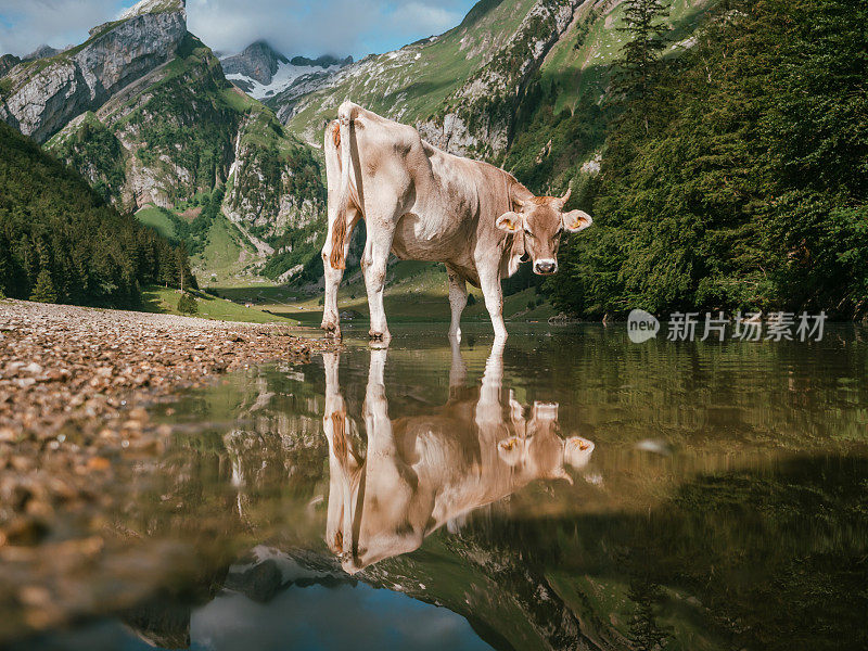 阿彭策勒牛的肖像和湖上的倒影