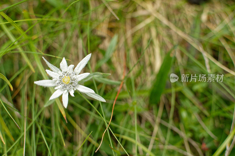 雪绒花