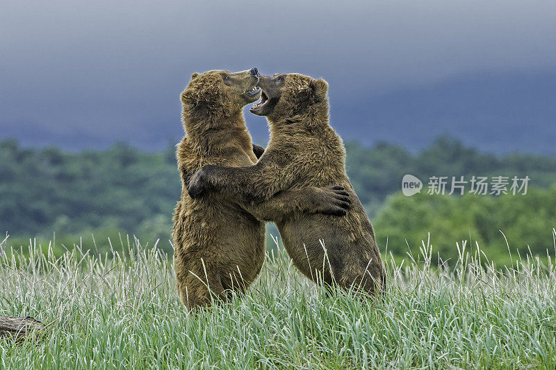 阿拉斯加半岛棕熊打架，北极熊。阿拉斯加州卡特迈国家公园的哈罗湾。