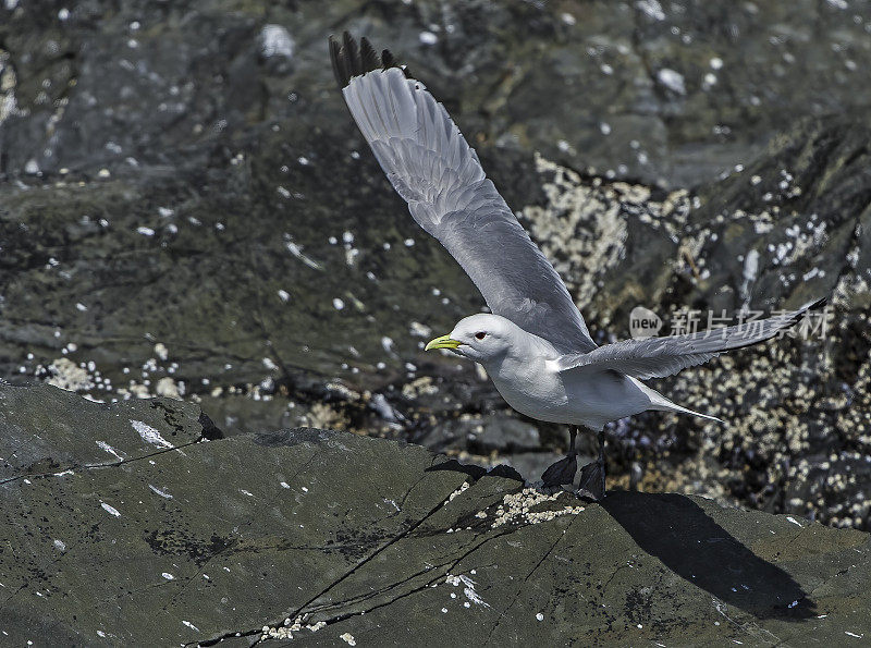 黑腿基蒂威克鸥、三趾隼、阿拉斯加威廉王子湾、灰白色海鸥、黄色喙、黑色腿，常见开放沿海栖息地。鸥科,鸻形目。飞行。