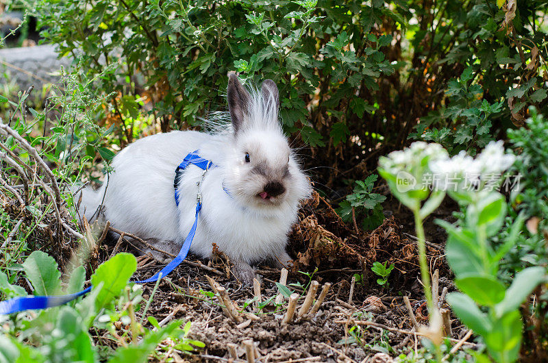可爱的装饰性兔子在自然界中舔着嘴唇
