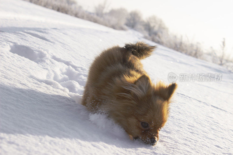 小狗在雪中玩耍