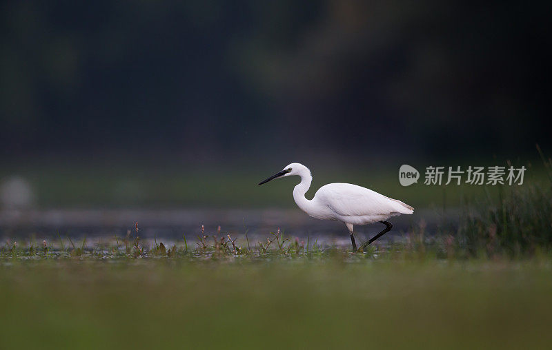 小白鹭走过湿地。