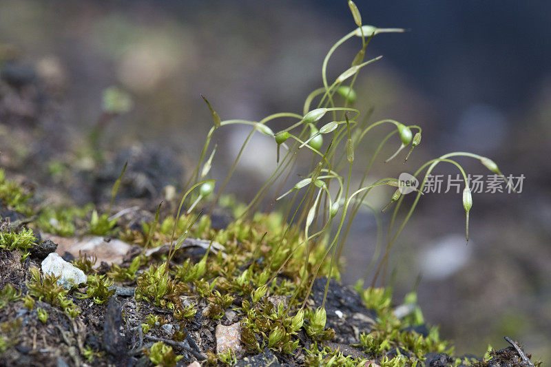 土壤上的苔藓