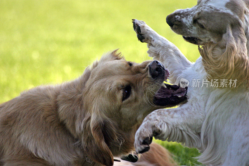 一只金毛猎犬和一只可卡犬打架