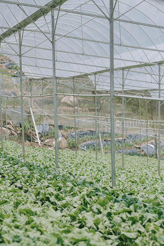 温室中大量生长的中国开兰植物