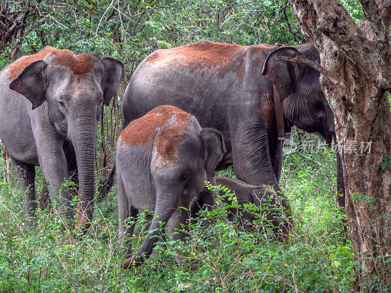 斯里兰卡亚拉国家公园里的大象在散步