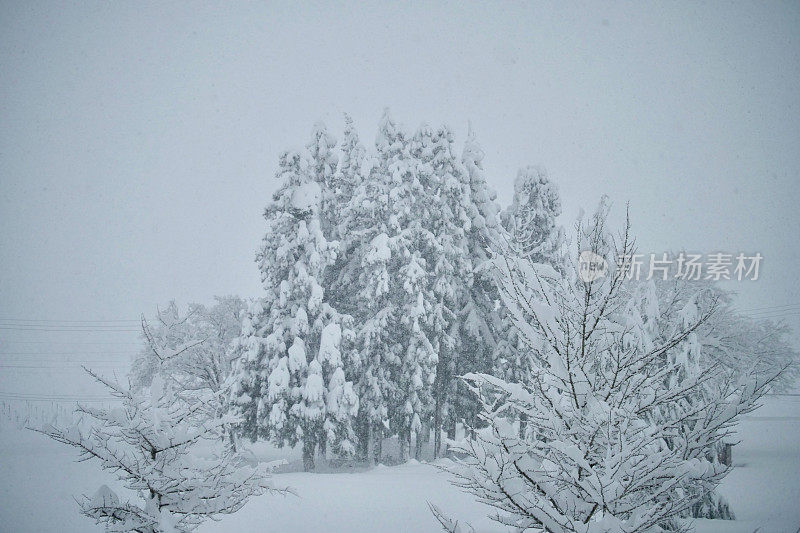 雪松上覆盖着厚厚的积雪