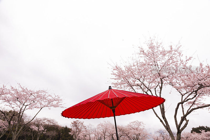 日本伞和樱花树在春天