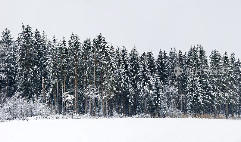 白雪覆盖的冬季森林全景