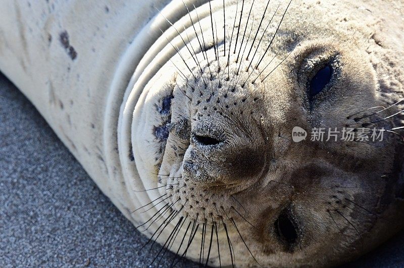 圣西蒙象海豹