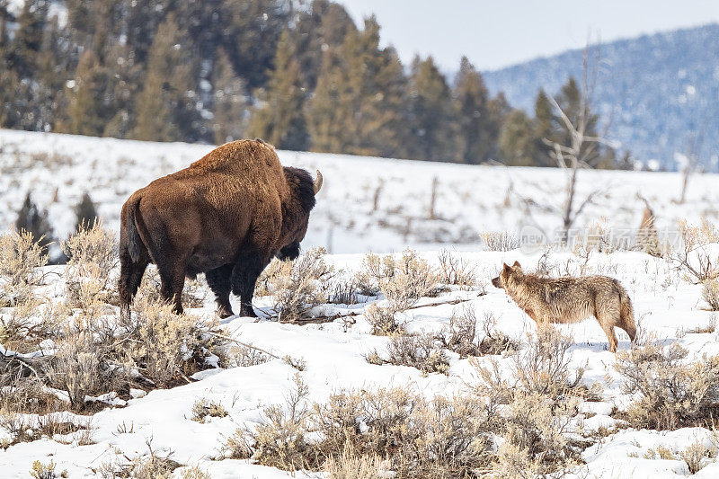 黄石国家公园里，强壮的大马皮提灰狼群里的犬科动物