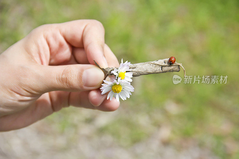 瓢虫(双球菌)和雏菊(白菊花)